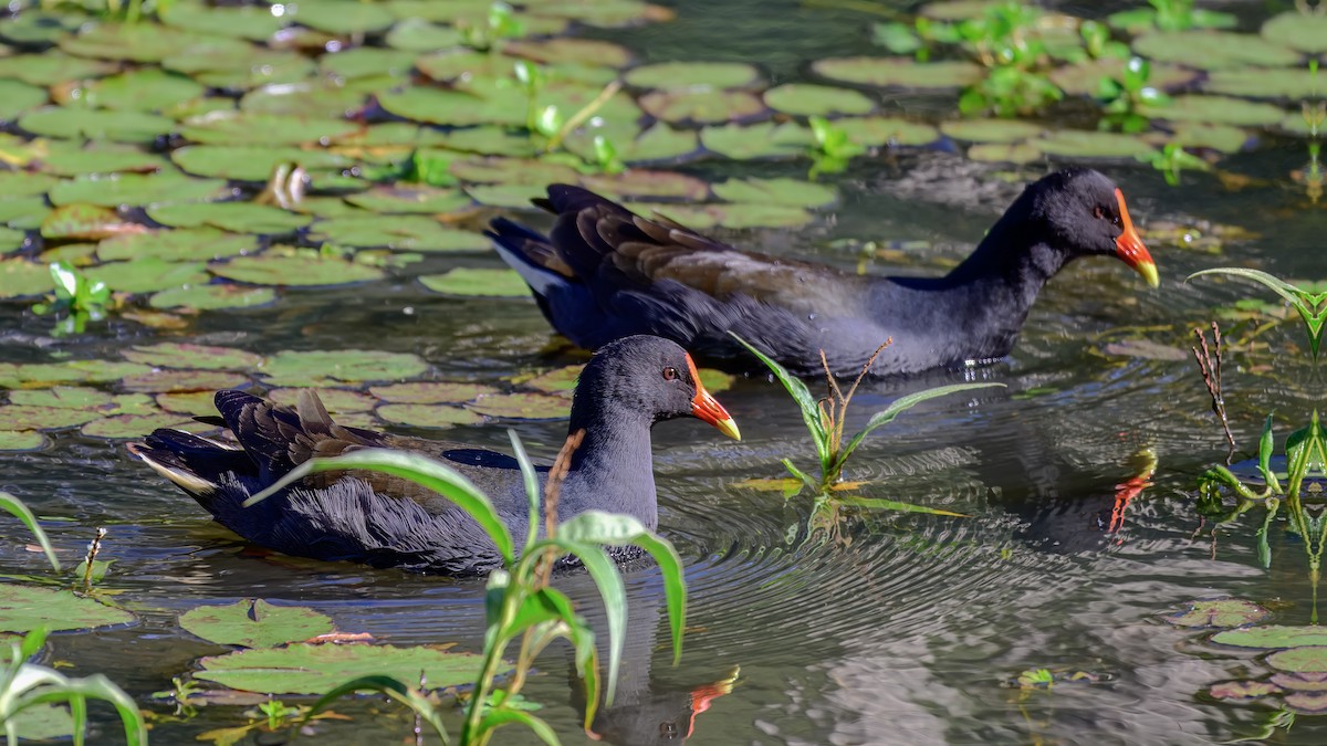 Dusky Moorhen - ML643475914