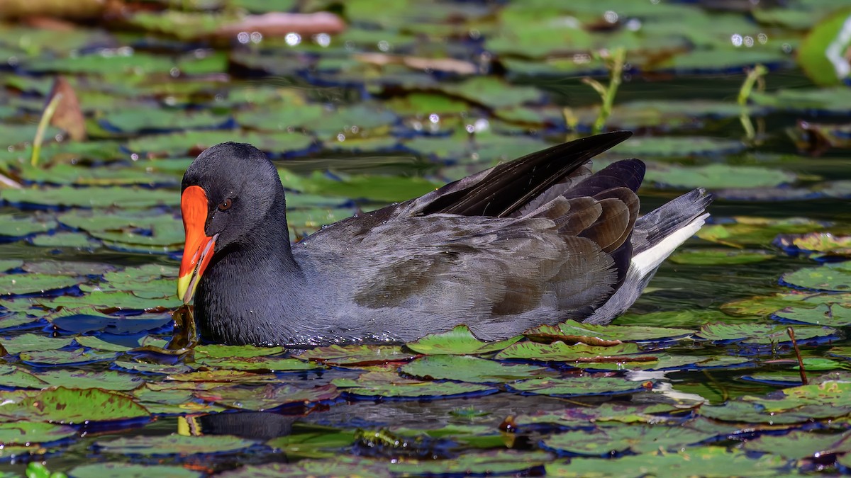 Dusky Moorhen - ML643475915