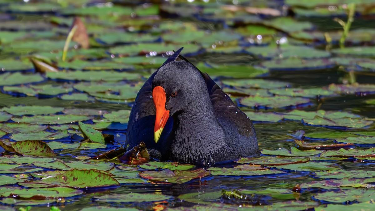 Dusky Moorhen - ML643475916