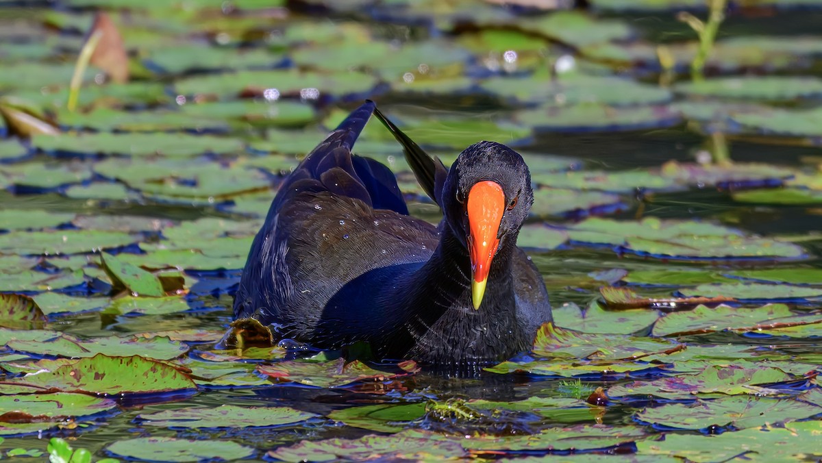 Dusky Moorhen - ML643475917
