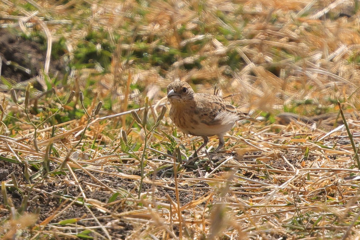 Fischer's Sparrow-Lark - ML643475926