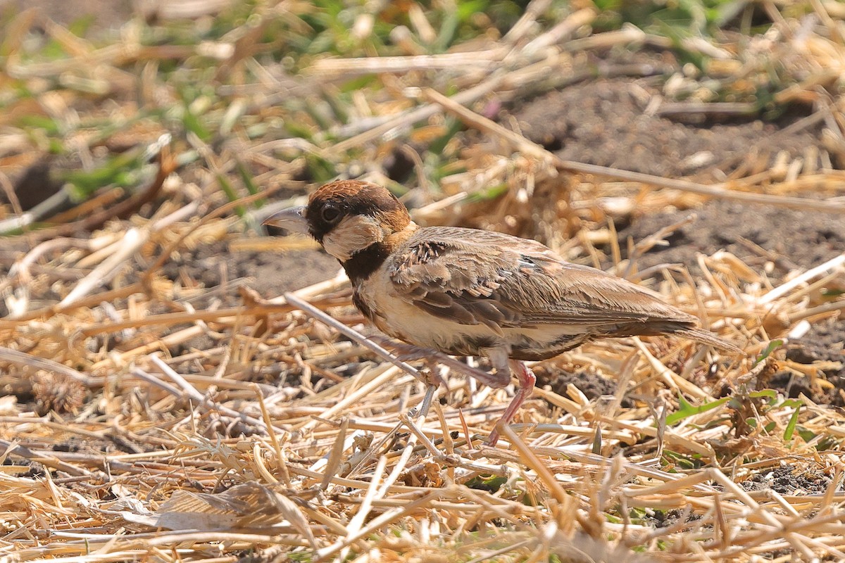 Fischer's Sparrow-Lark - ML643475927