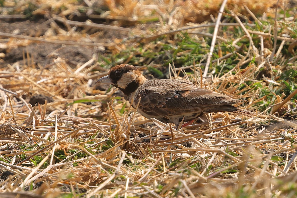 Fischer's Sparrow-Lark - ML643475928