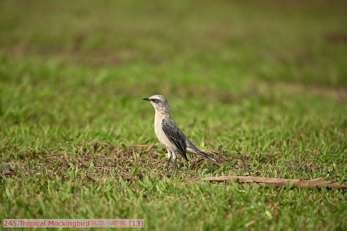 Tropical Mockingbird - ML643475933