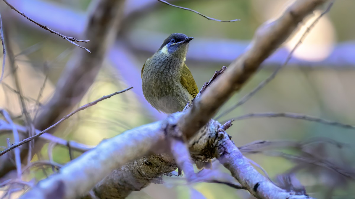 Lewin's Honeyeater - ML643475938