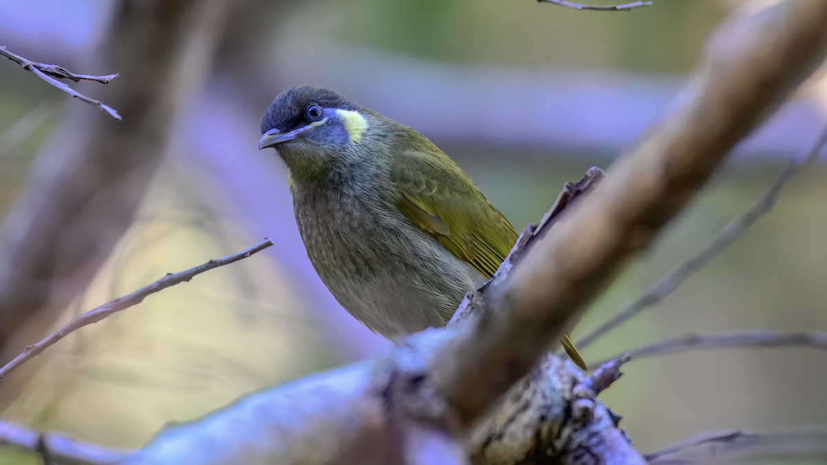 Lewin's Honeyeater - ML643475939