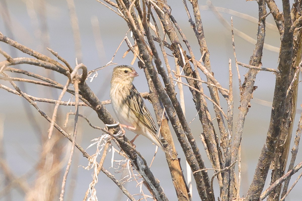 Southern Red Bishop - ML643475940