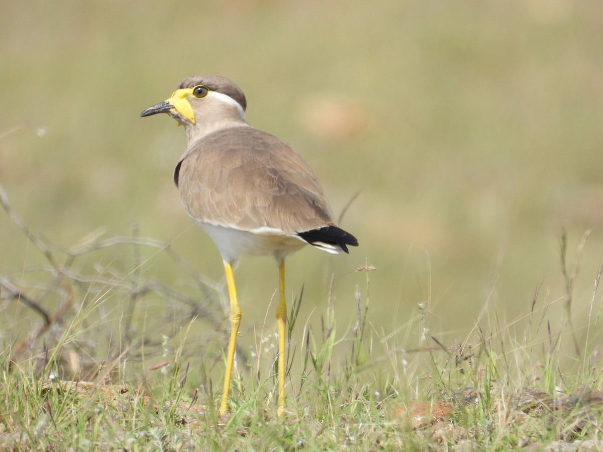 Yellow-wattled Lapwing - ML643475942