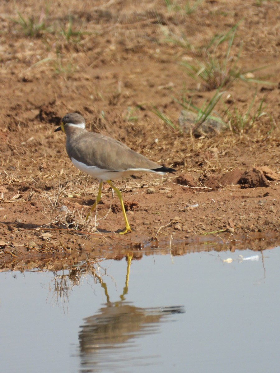 Yellow-wattled Lapwing - ML643475943