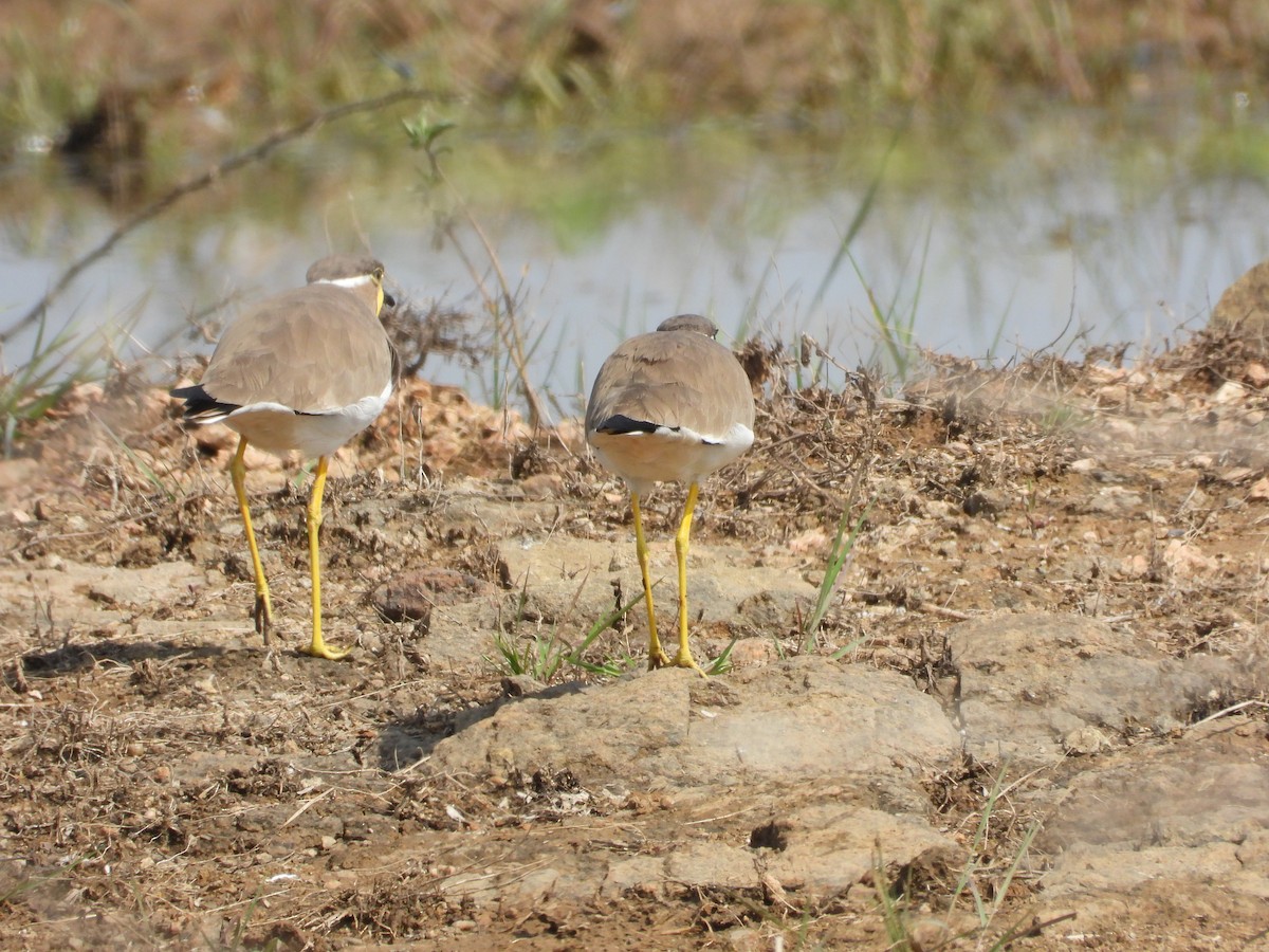 Yellow-wattled Lapwing - ML643475944