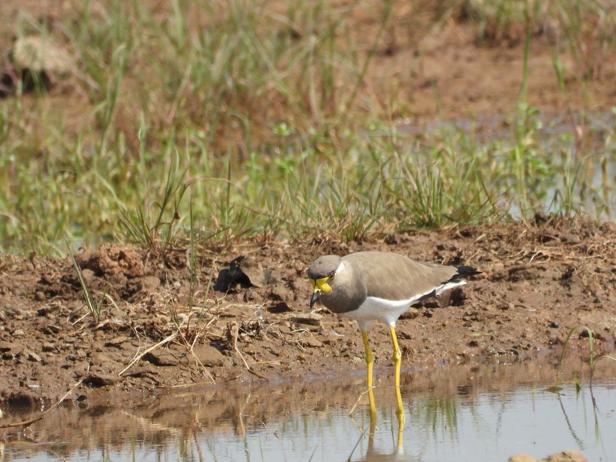 Yellow-wattled Lapwing - ML643475945