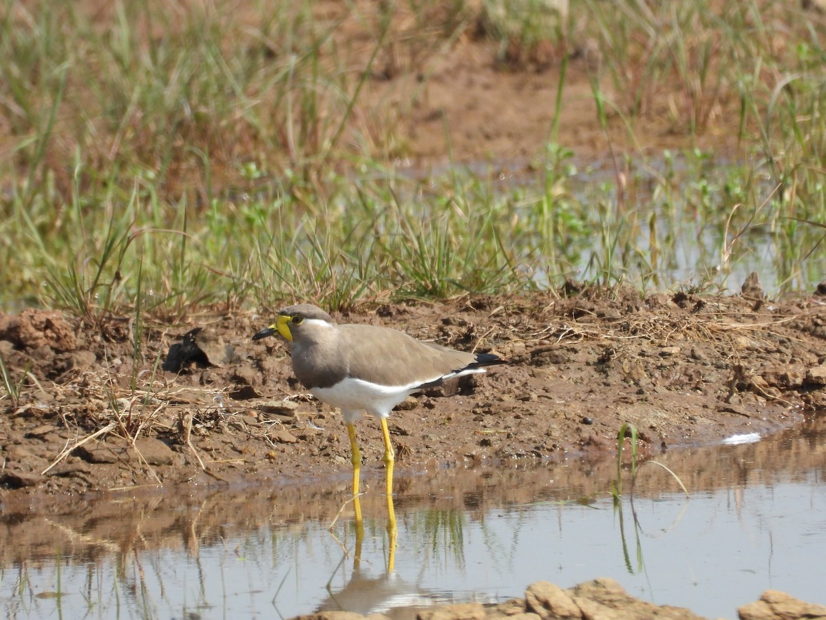 Yellow-wattled Lapwing - ML643475946