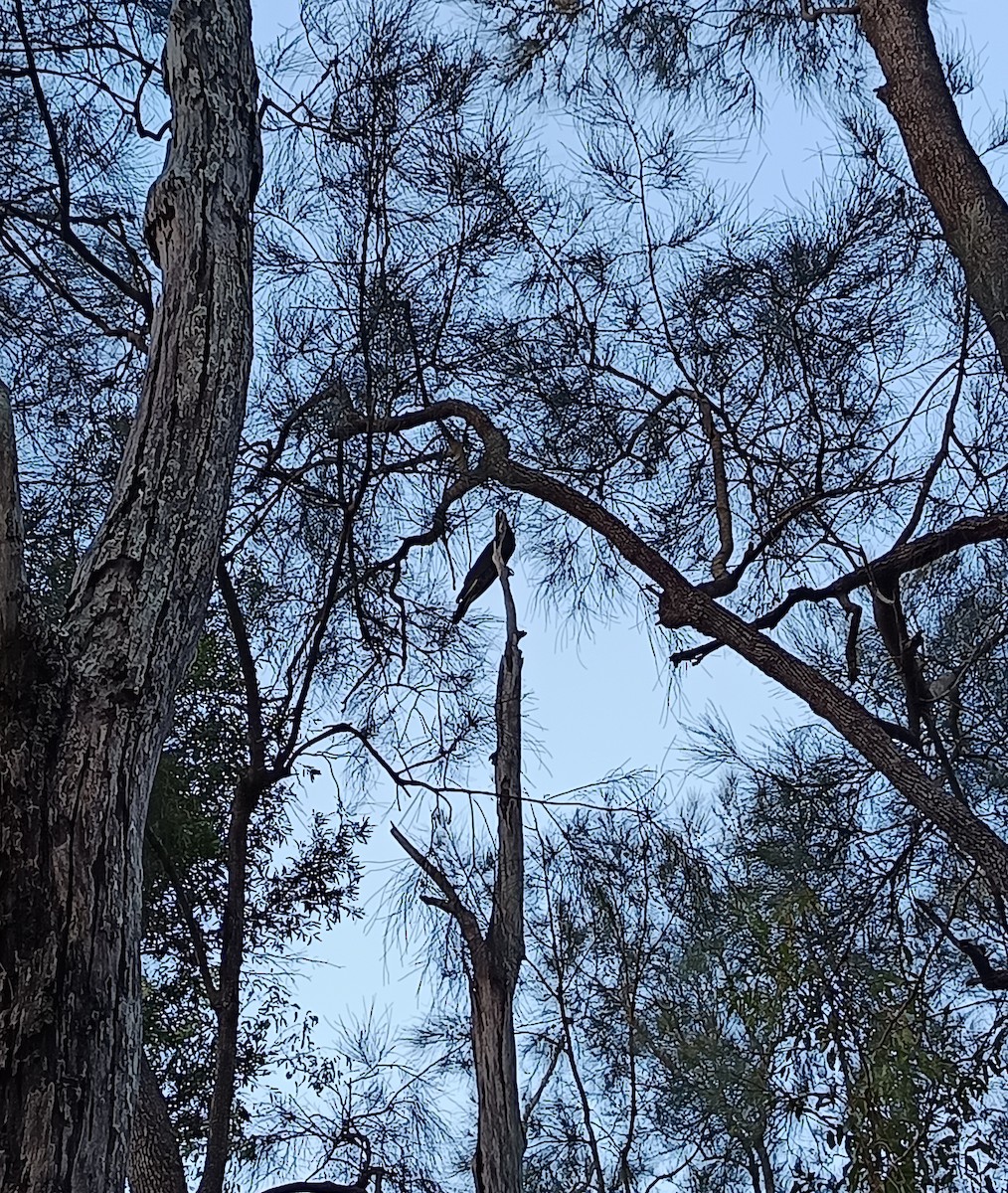 Yellow-tailed Black-Cockatoo - ML643475961