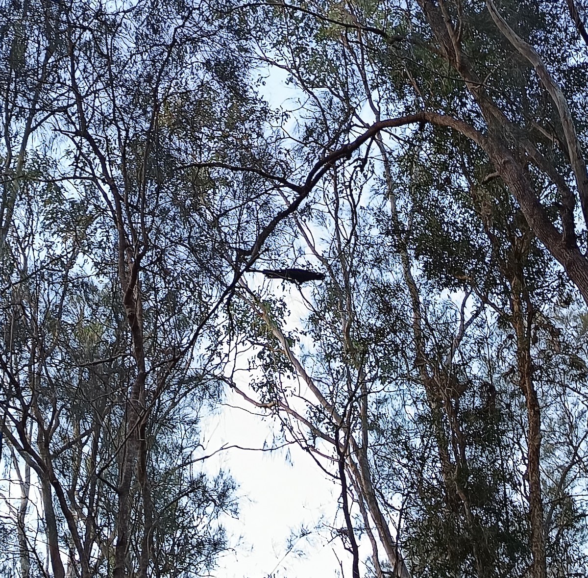 Yellow-tailed Black-Cockatoo - ML643475962