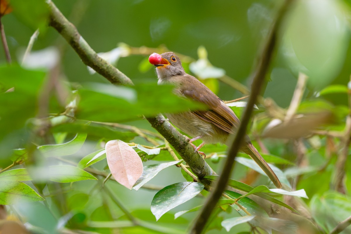 Spectacled Bulbul - ML643475963
