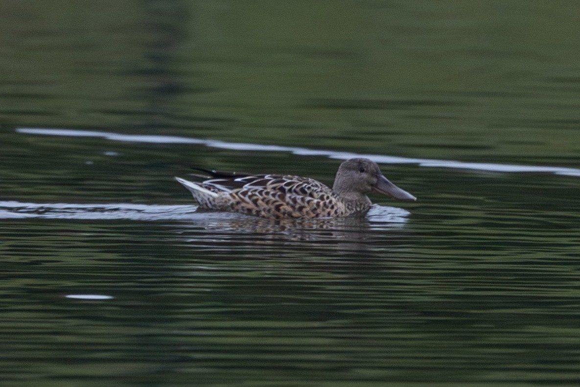 Northern Shoveler - ML643475965