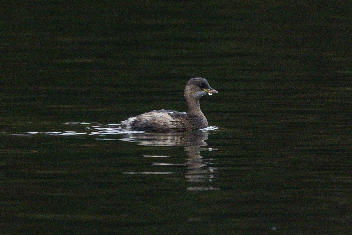 Little Grebe - ML643475969