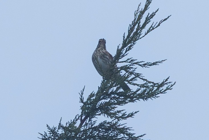 Redwing - ML643475974