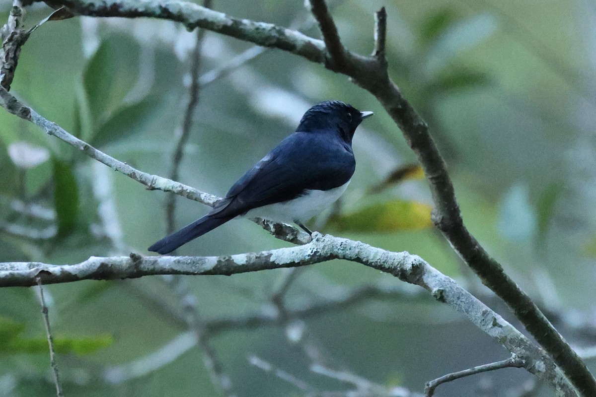 Satin Flycatcher - ML643476012