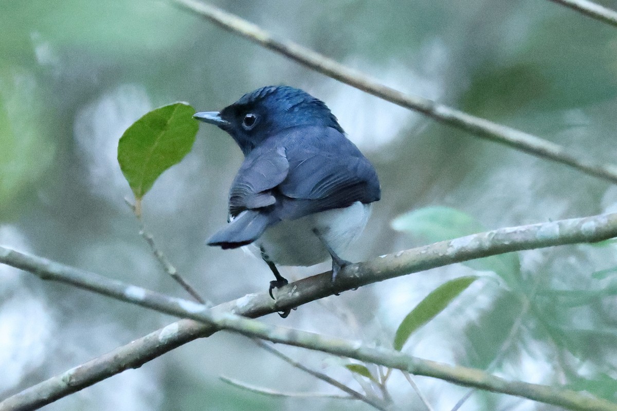 Satin Flycatcher - ML643476015