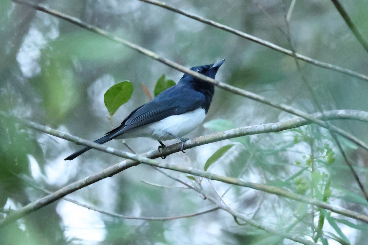 Satin Flycatcher - ML643476016