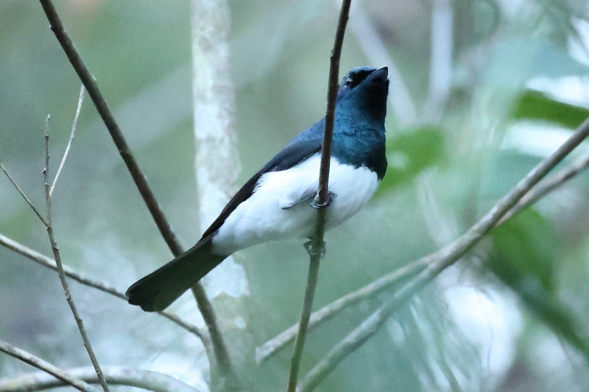 Satin Flycatcher - ML643476017