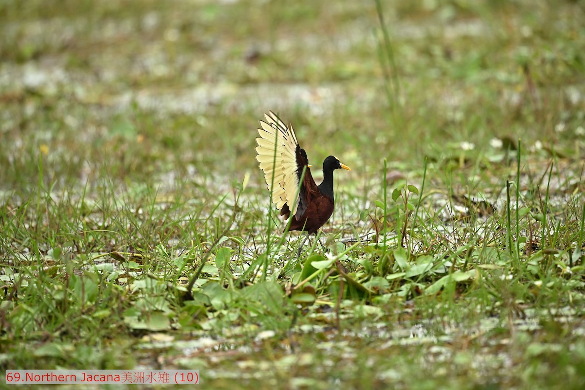 Northern Jacana - ML643476035