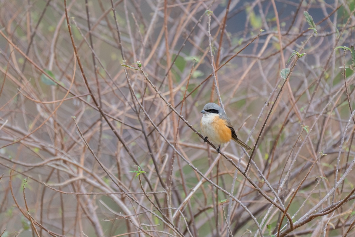 Gray-backed Shrike - ML643476037