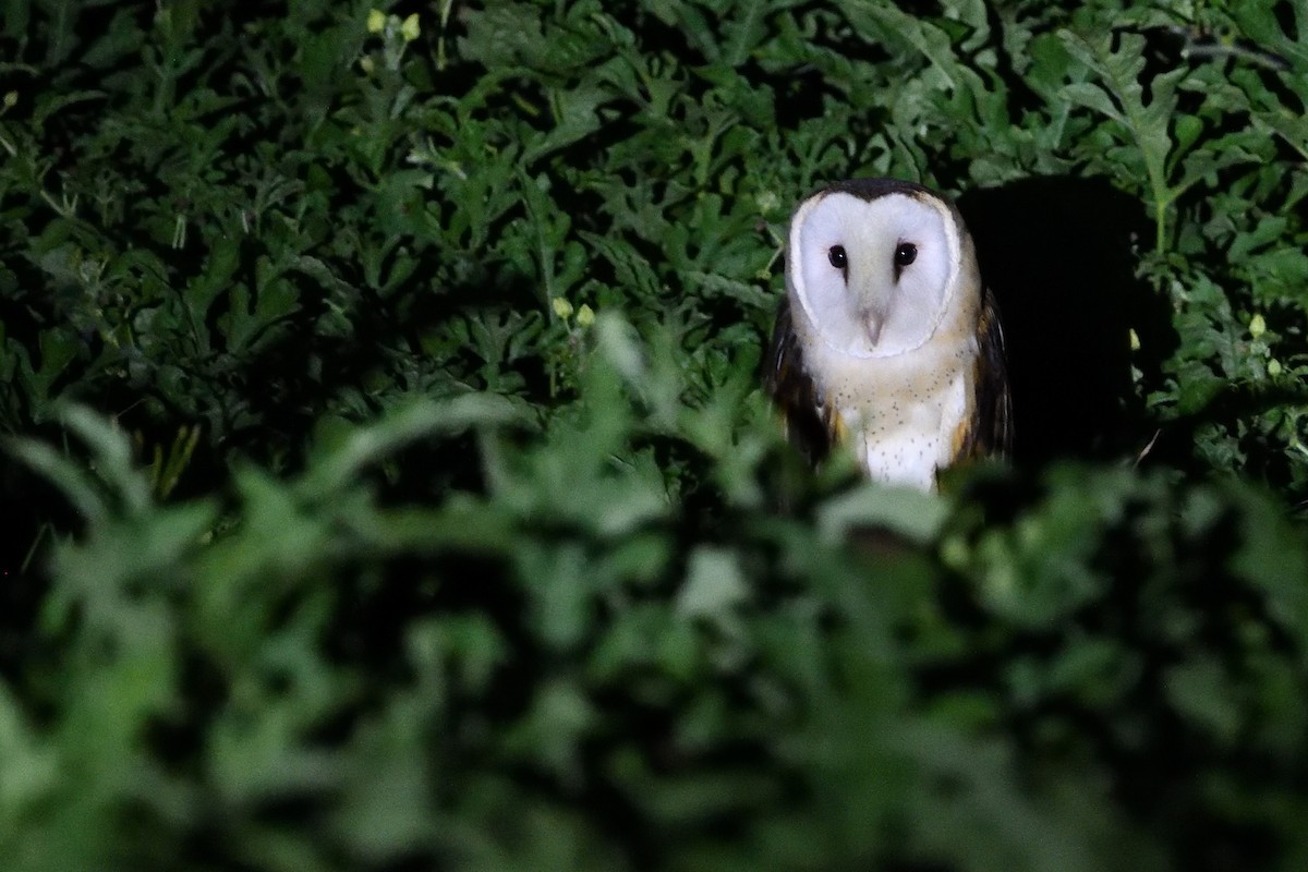 Lechuza Patilarga - ML643476038