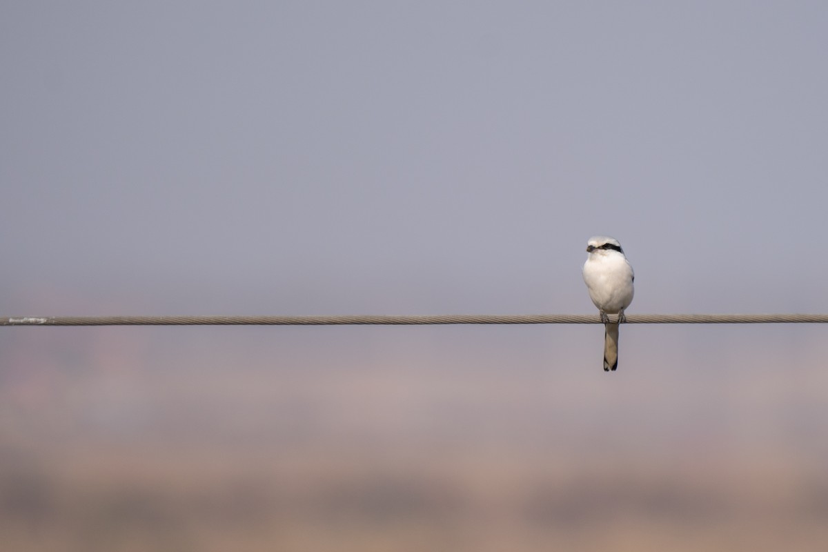 Chinese Gray Shrike - ML643476049