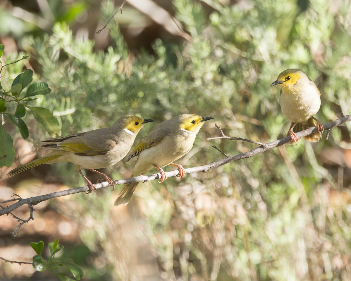 White-plumed Honeyeater - ML643476051