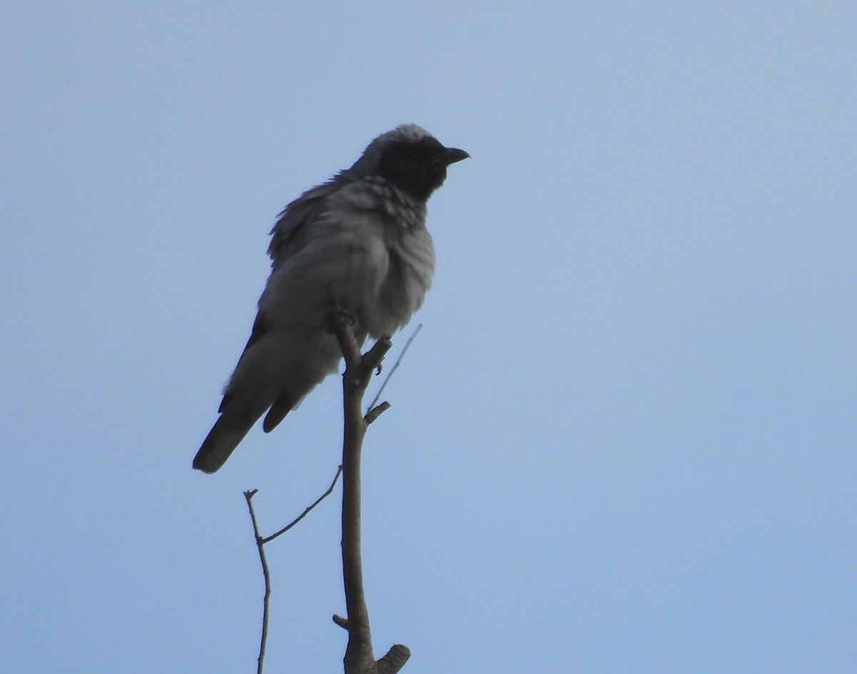 Black-faced Cuckooshrike - ML643476067