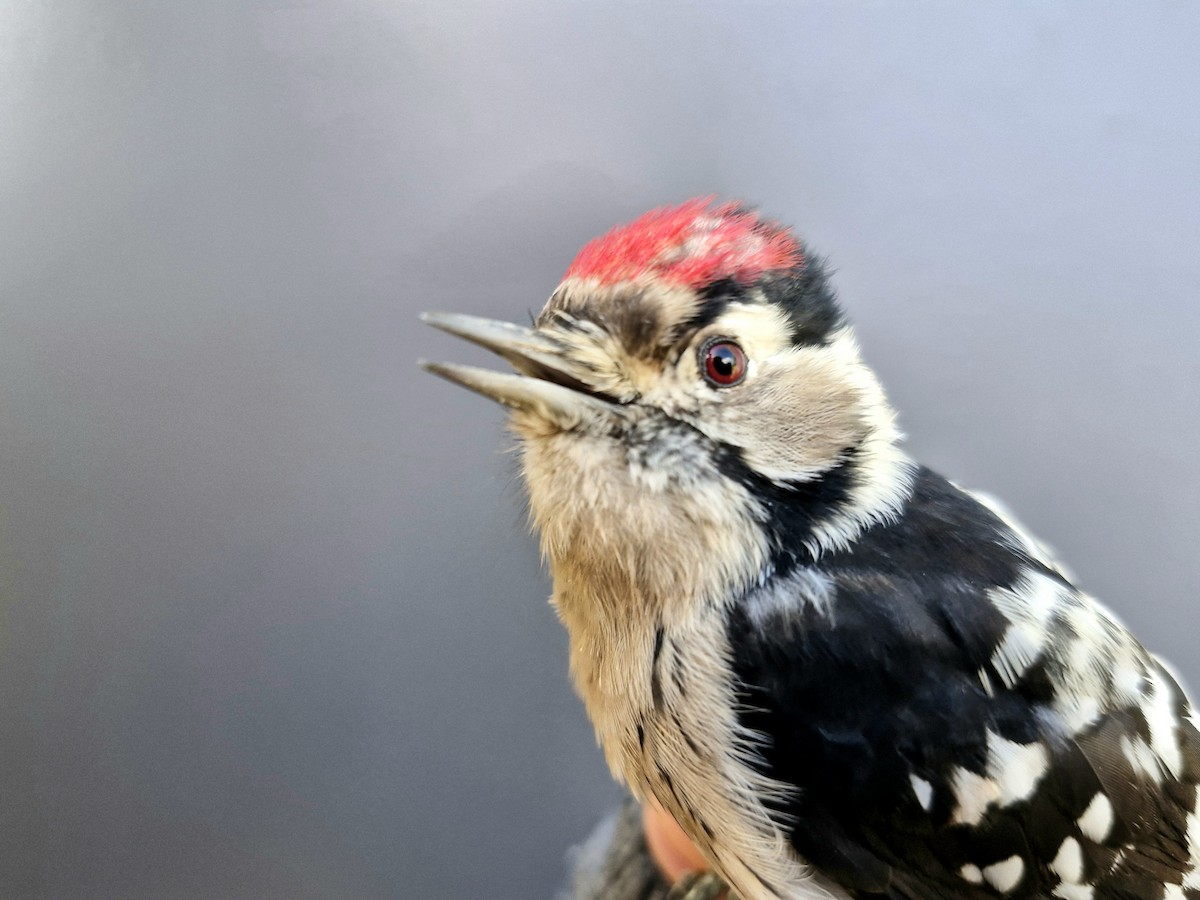 Lesser Spotted Woodpecker - ML643476080