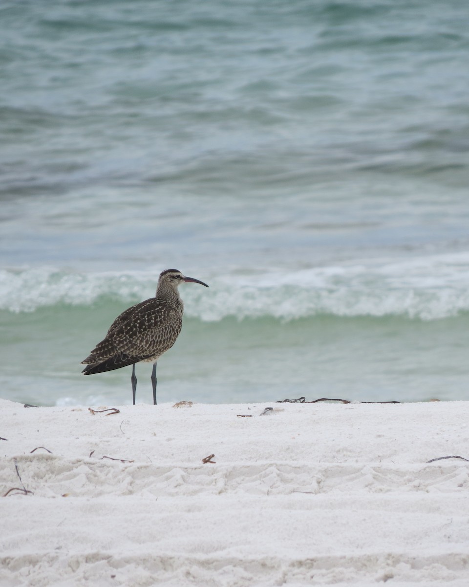 Hudsonian/Eurasian Whimbrel - ML643476087