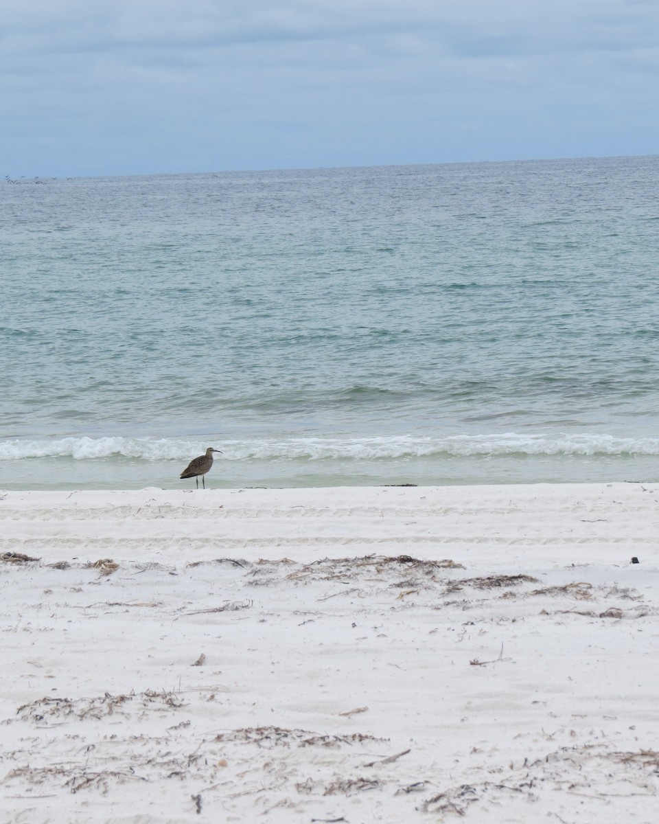 Hudsonian/Eurasian Whimbrel - ML643476088