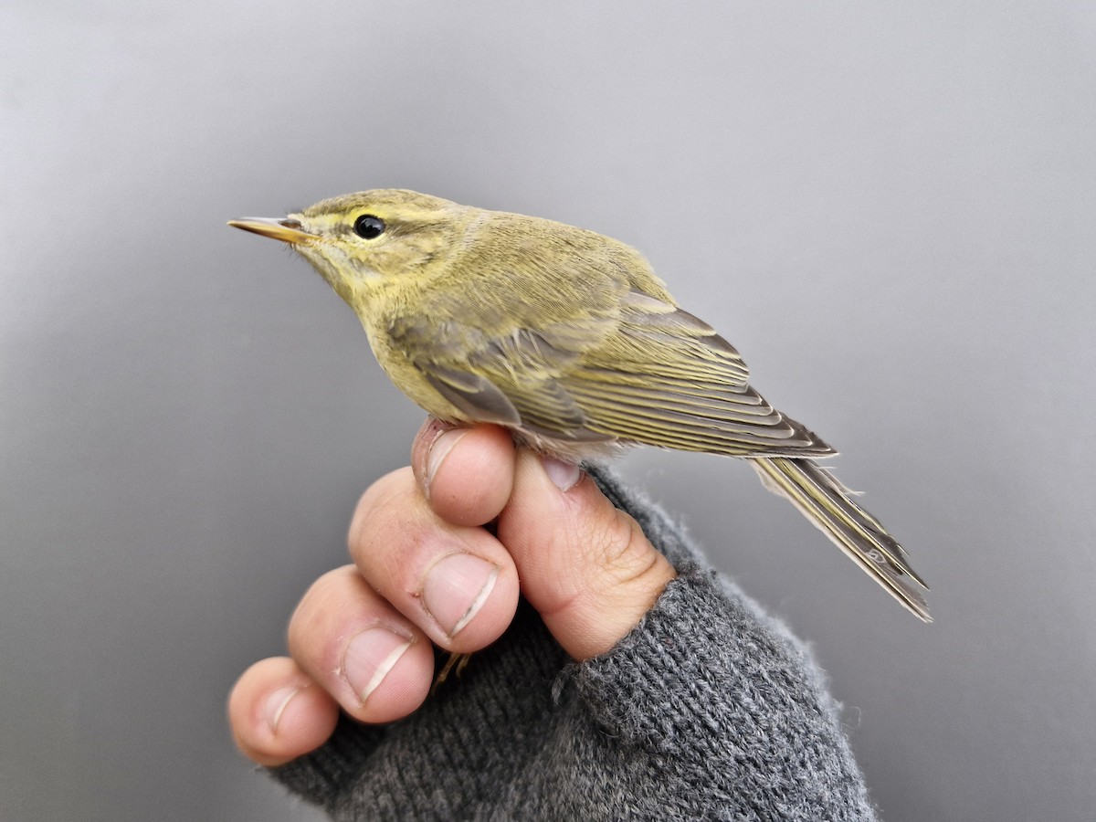Willow Warbler - ML643476116
