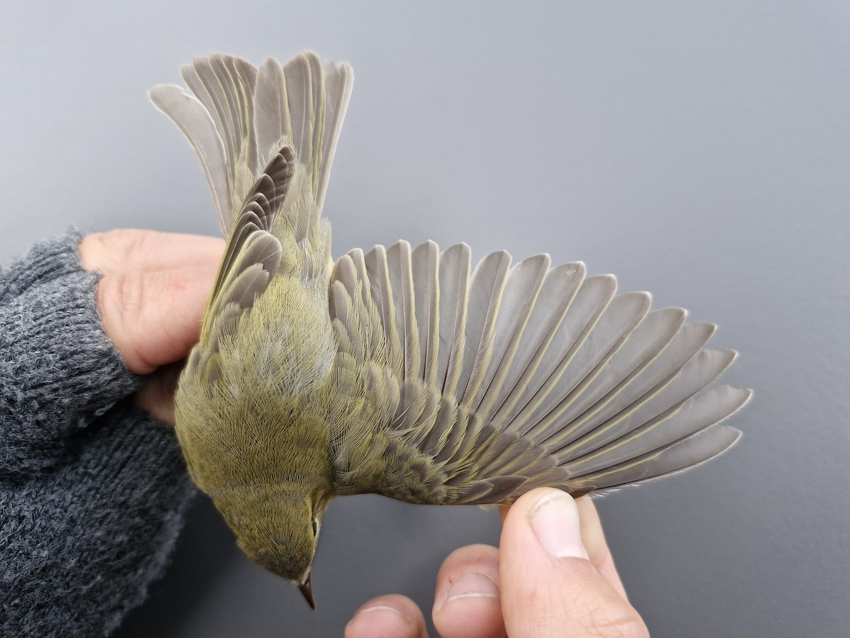 Willow Warbler - ML643476117