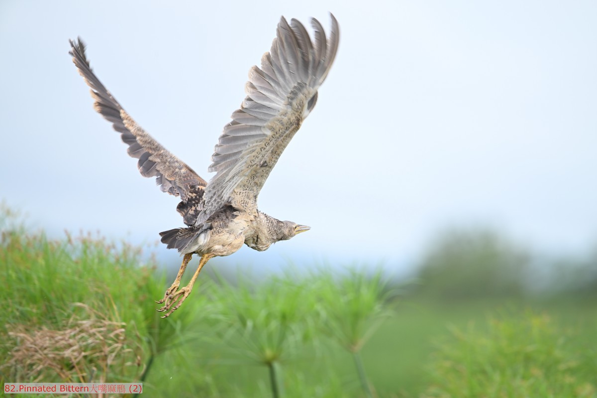 Pinnated Bittern - ML643476124