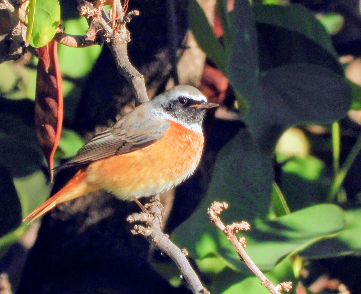 Rougequeue à front blanc - ML643476127