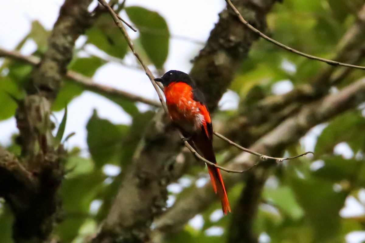 Gray-chinned Minivet - ML643476129