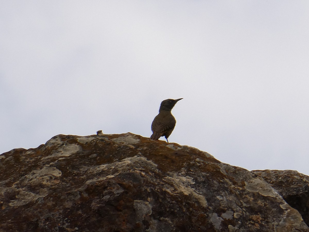 Pic laboureur - ML643476132