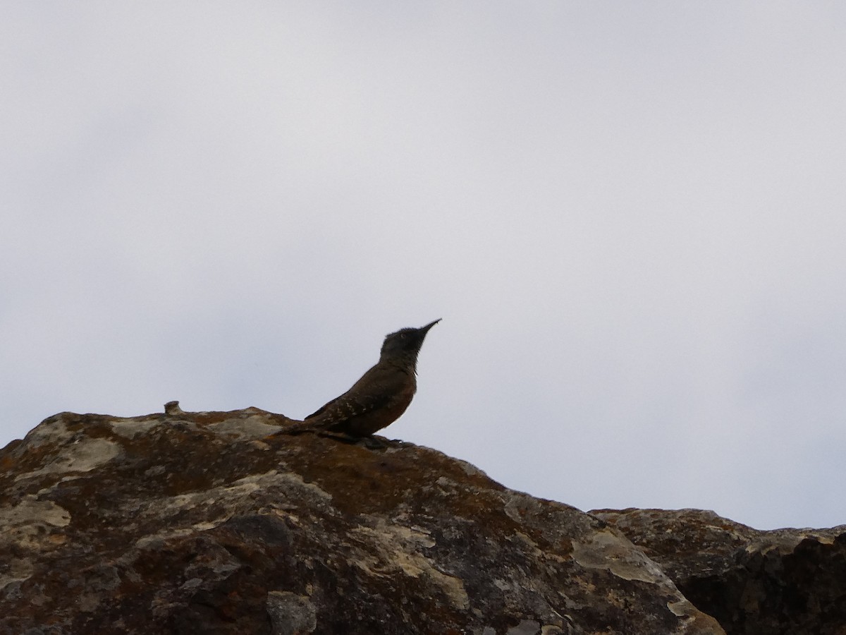 Pic laboureur - ML643476133