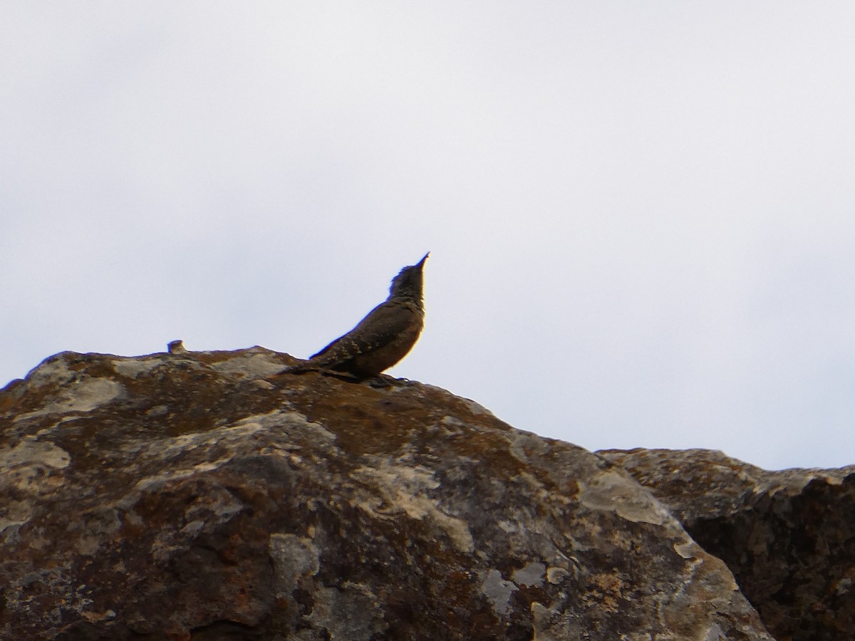 Pic laboureur - ML643476134