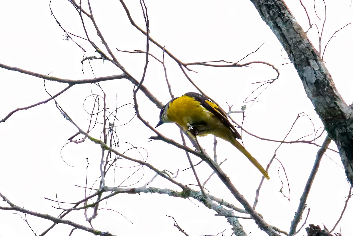 Gray-chinned Minivet - ML643476138