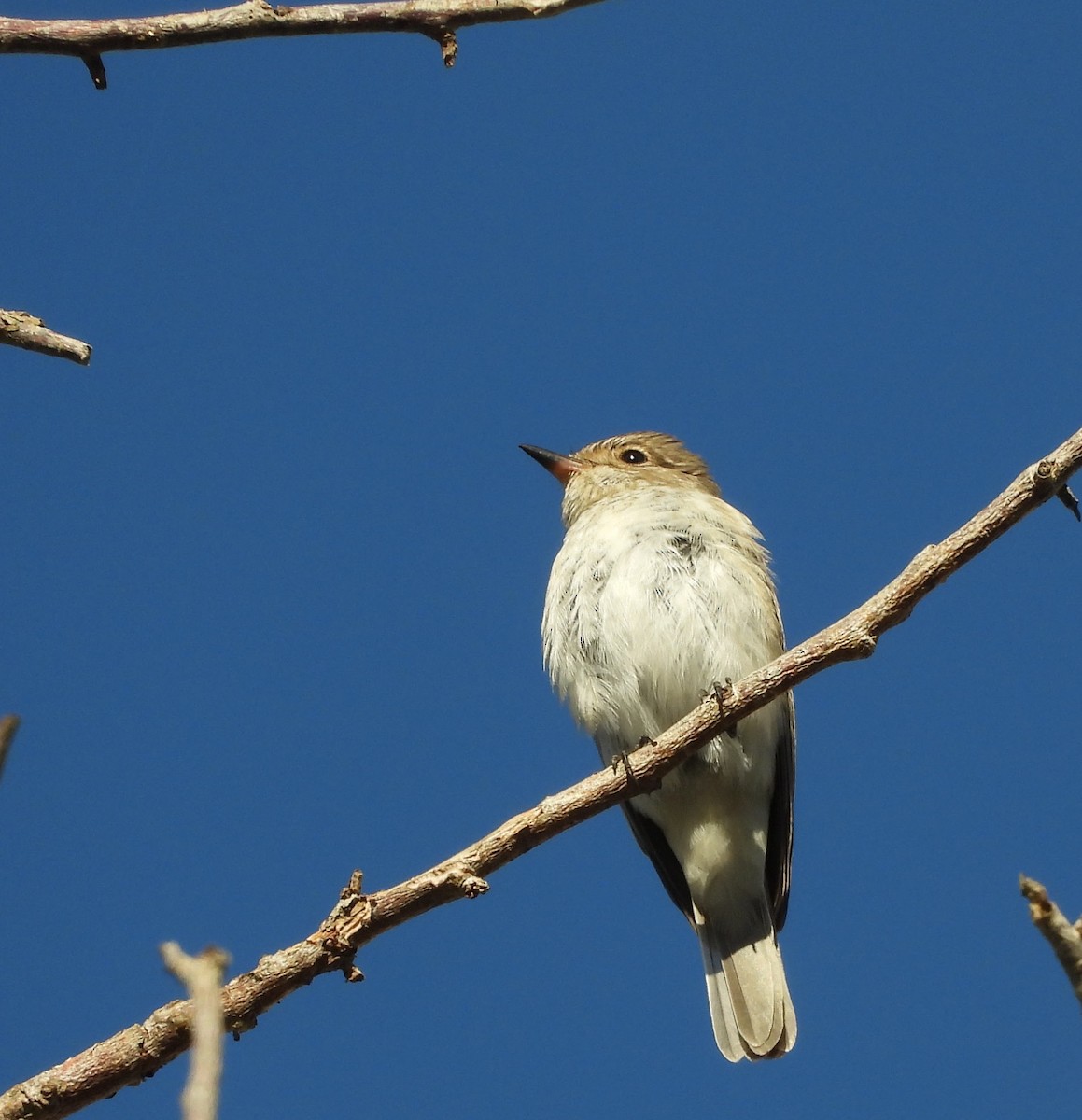 Gobemouche gris - ML643476146