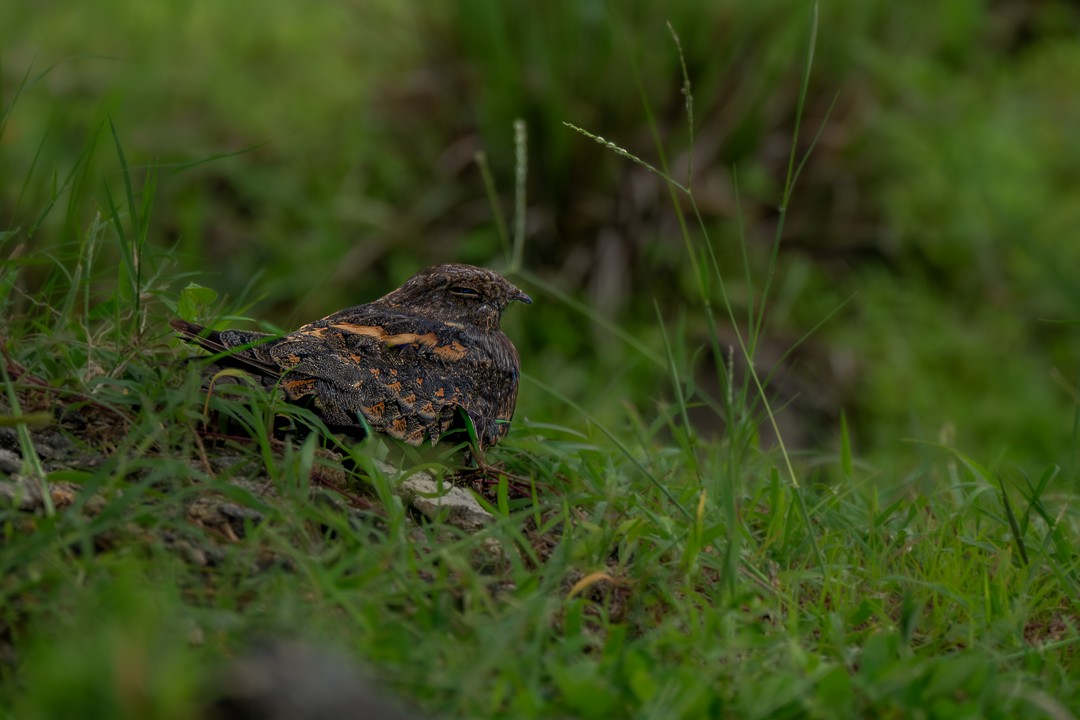 Savanna Nightjar - ML643476148