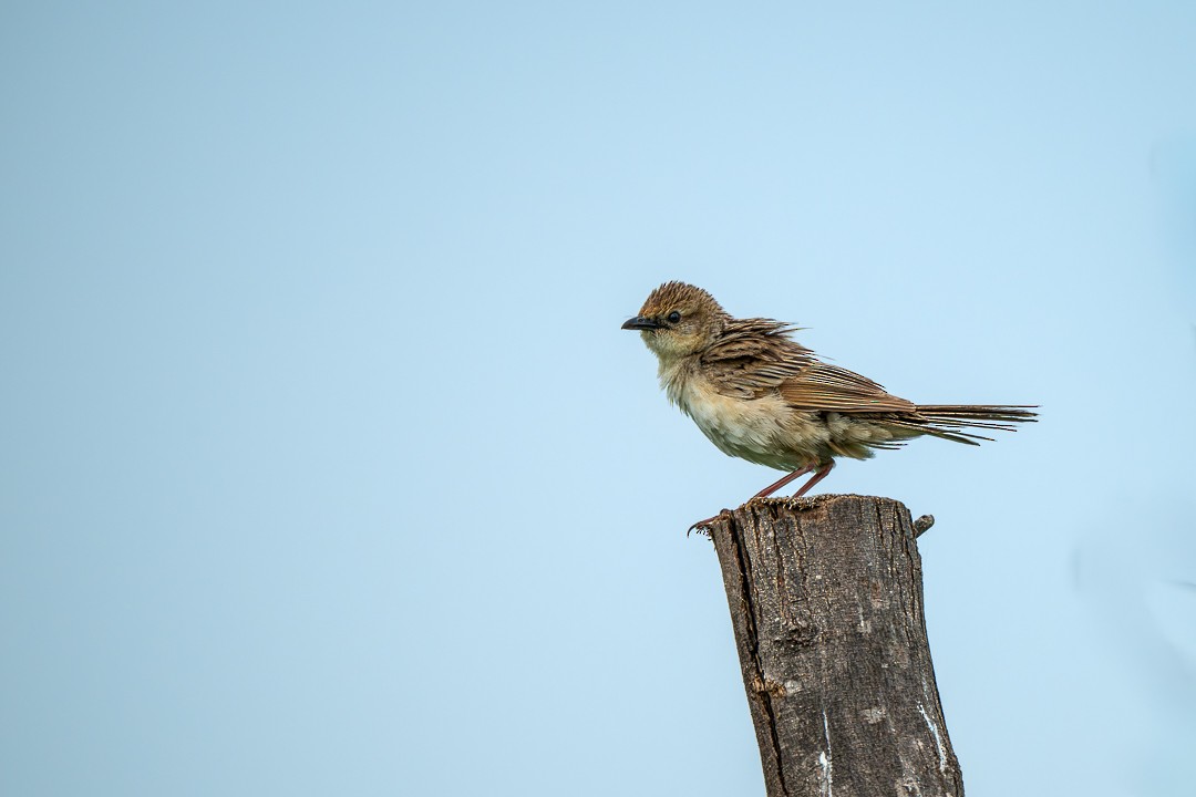 Bristled Grassbird - ML643476157