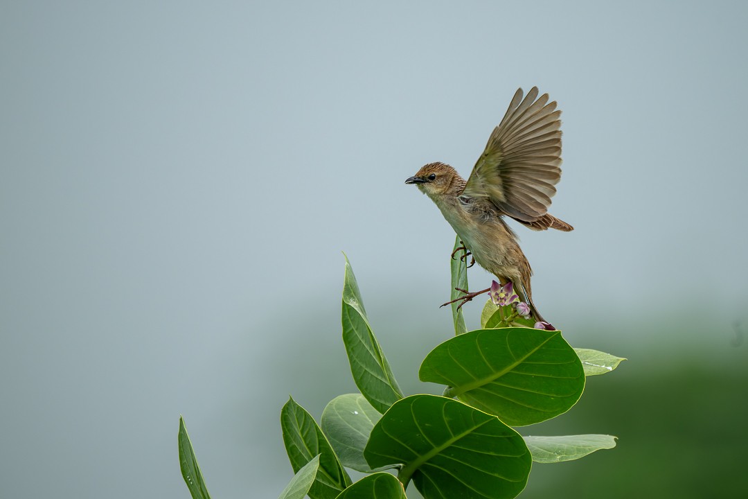 Bristled Grassbird - ML643476158