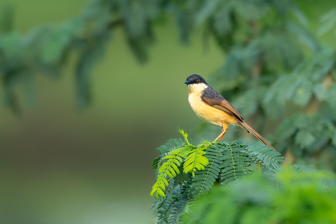 Ashy Prinia - ML643476174