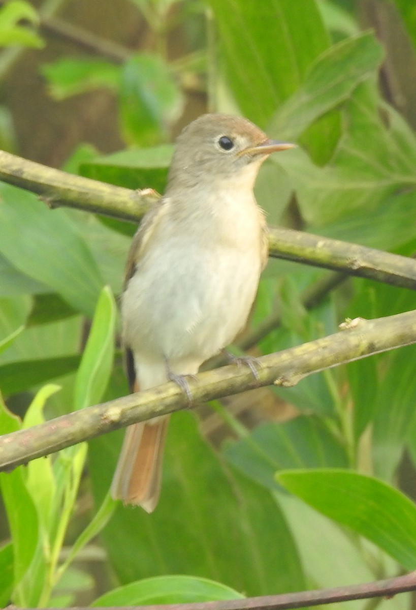 Rusty-tailed Flycatcher - ML643476196
